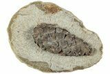 D Oligocene Aged Fossil Pine Cone - Germany #228161-1